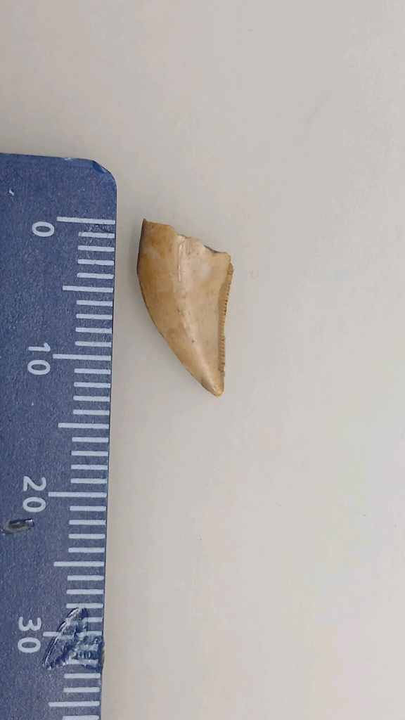 진품 공룡이빨화석 판매--2