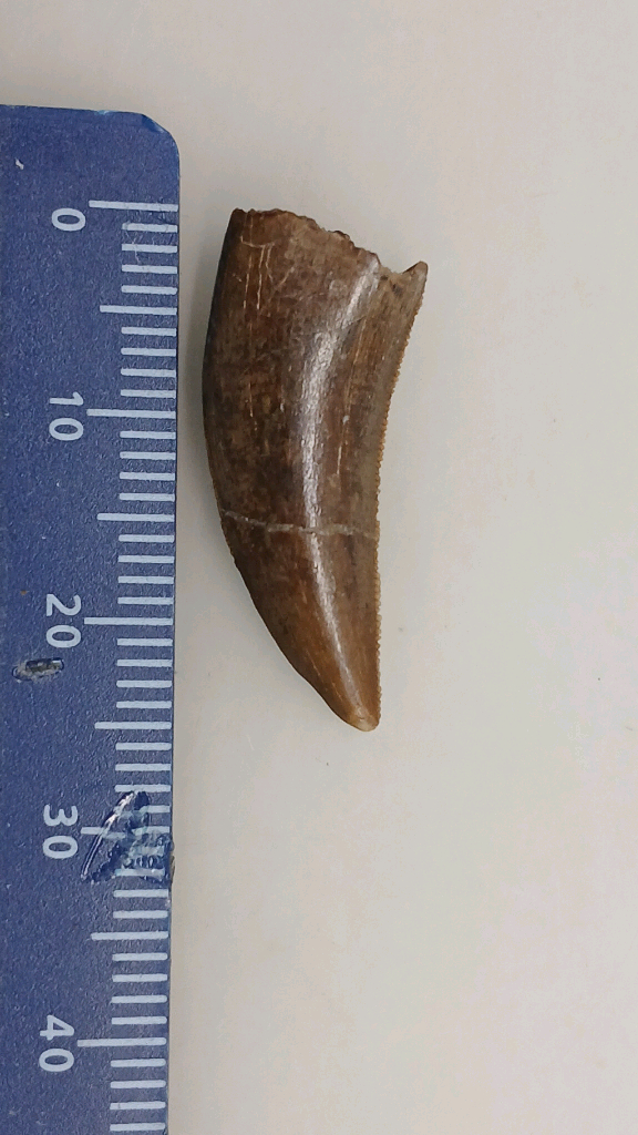 진품 공룡이빨화석 판매--4