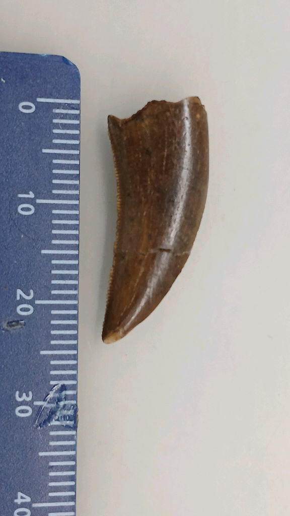 진품 공룡이빨화석 판매--5