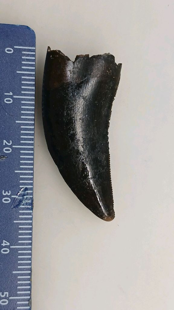 진품 공룡이빨화석 판매--6