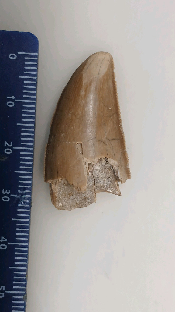 진품 공룡이빨화석 판매--9