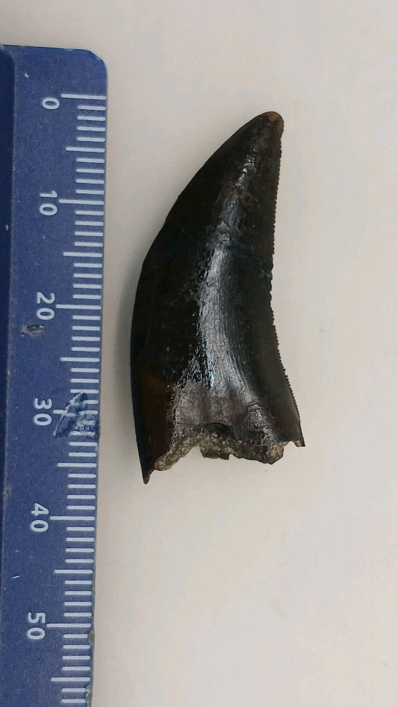 진품 공룡이빨화석 판매--7