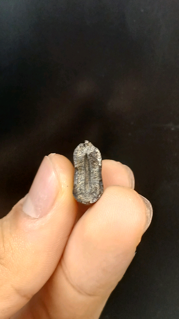 진품 공룡이빨화석 판매--8