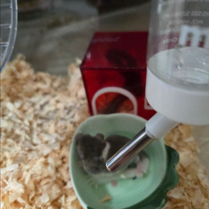 피그미 다람쥐 분양해요