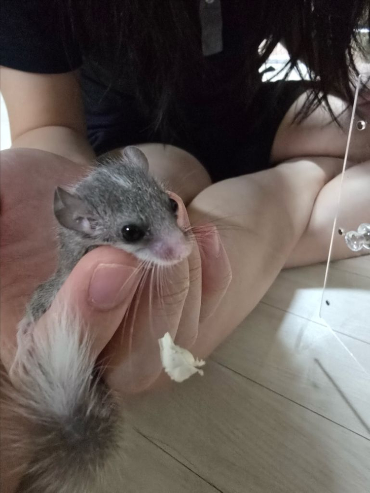 피그미 다람쥐 분양해요 이미지