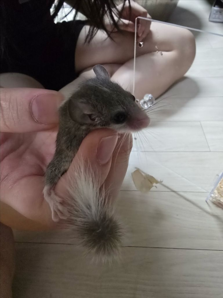 피그미 다람쥐 분양해요 이미지