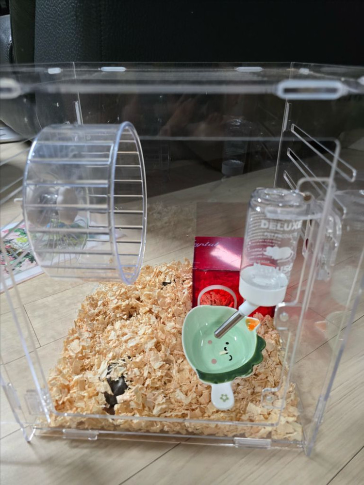 피그미 다람쥐 분양해요 이미지