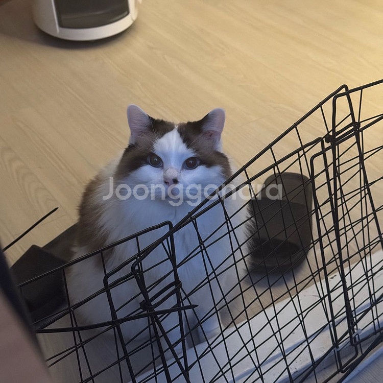 고양이 사진 보고가세요--0