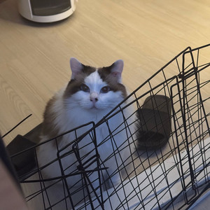 고양이 사진 보고가세요