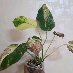 옐로우몬스테라