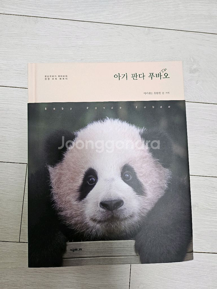 아기판다 푸바오--0