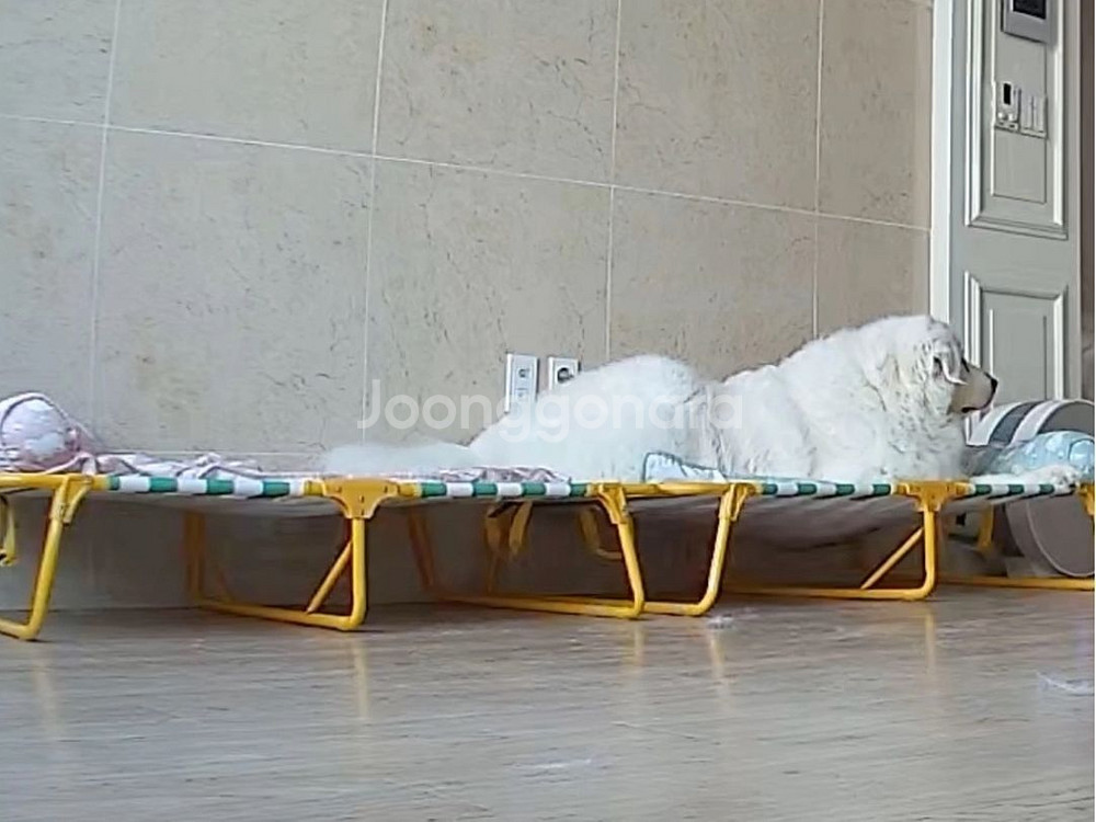 강아지접이식해먹침대,휴대용침대--2