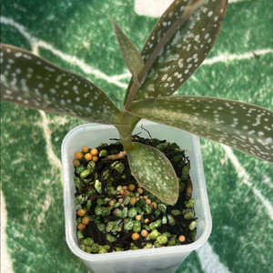 희귀식물 Habenaria carnea