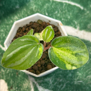 페페로미아 스타푸릇 바리