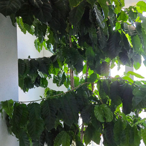 커피나무 판매 합니다.