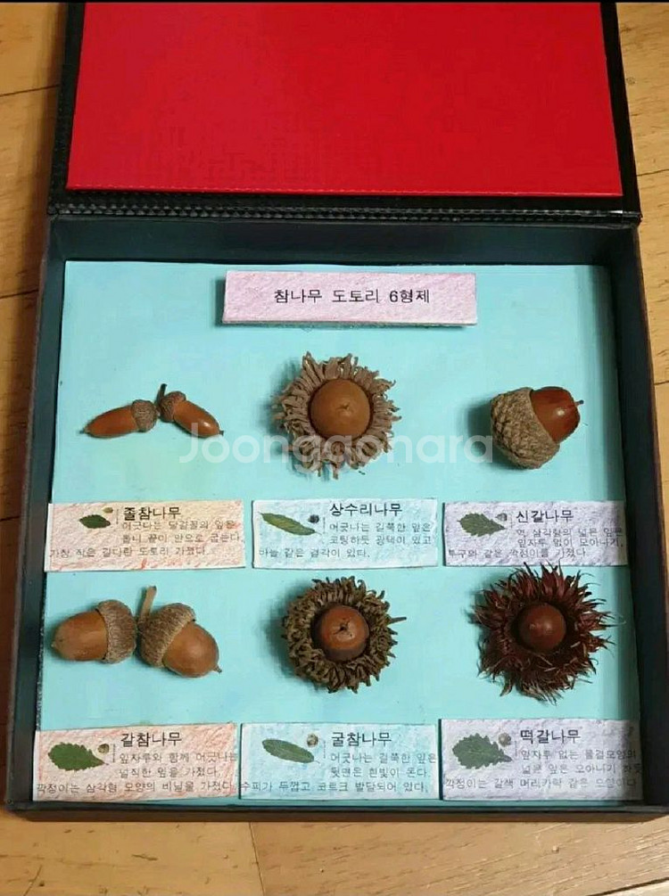 참나무 도토리 표본 6가지 (교육용) 숲체험 교구--0