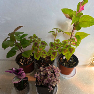 삼색달개비.룬데리파티타임.퍼플프린스.핑크레이디등