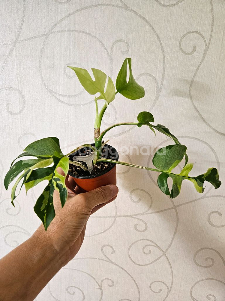 민트 히메 몬스테라--0