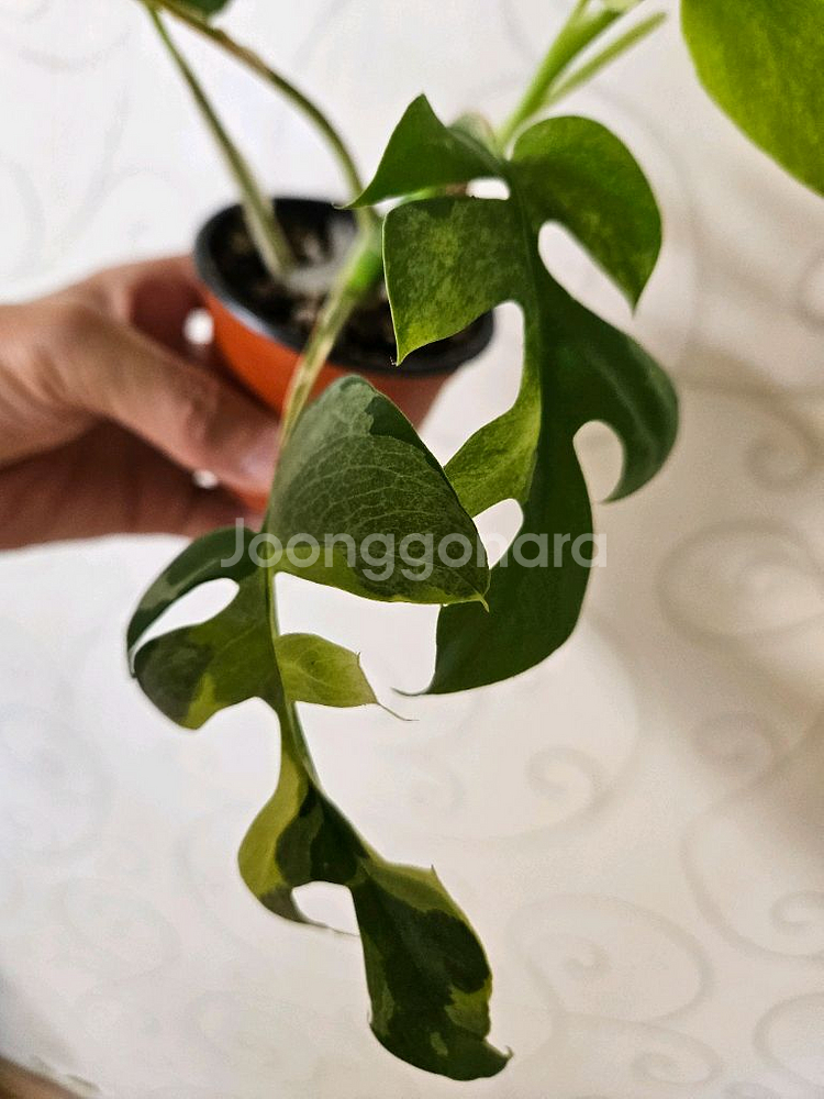 민트 히메 몬스테라--1
