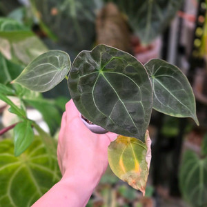 안스리움 포게티(dark) x 파필 퍼플 하이브리드