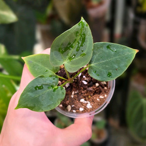 안스리움 포게티(dark) x 파필 퍼플 하이브리드