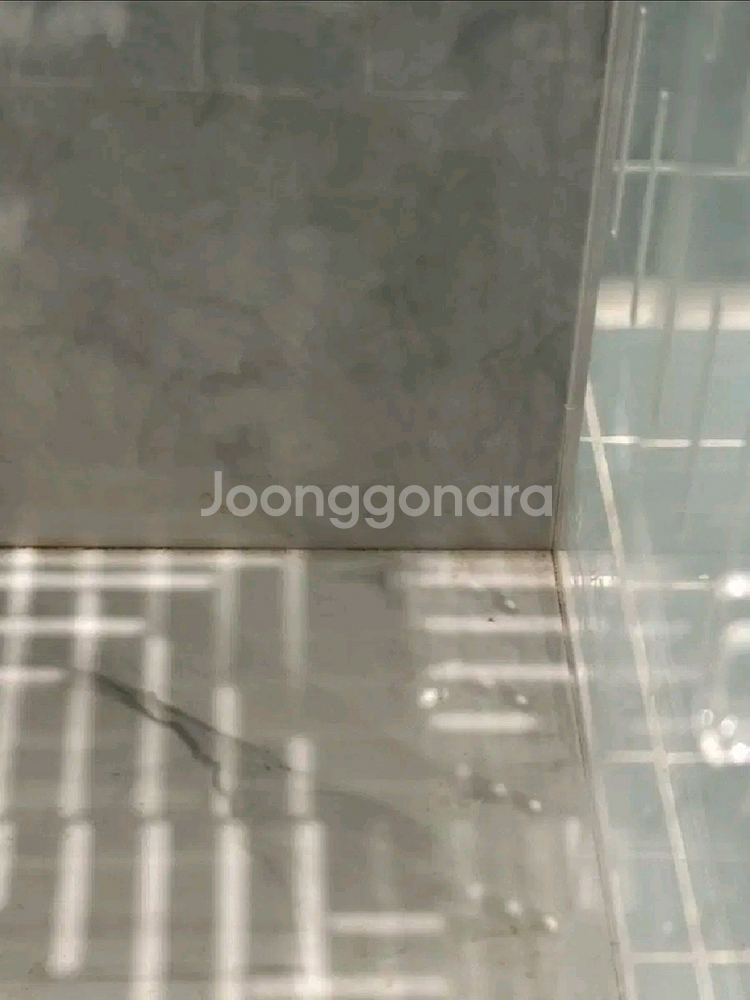 엑조틱렙타일 202030아크릴사육장--2