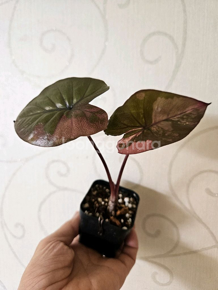 알로카시아 세렌디피티 바리에가타--0