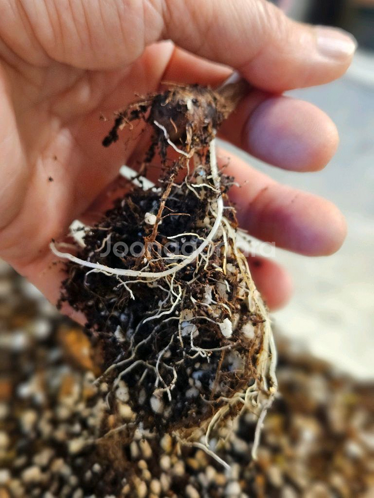 알로카시아 세렌디피티 바리에가타--4