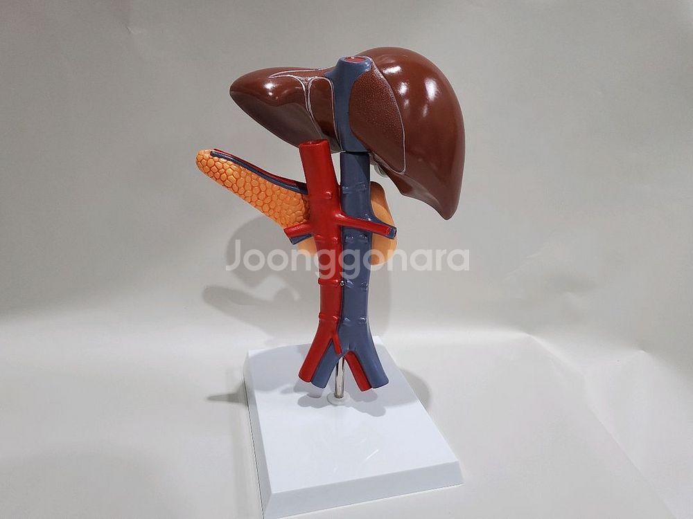 인체모형 재고 일괄 완사입--2