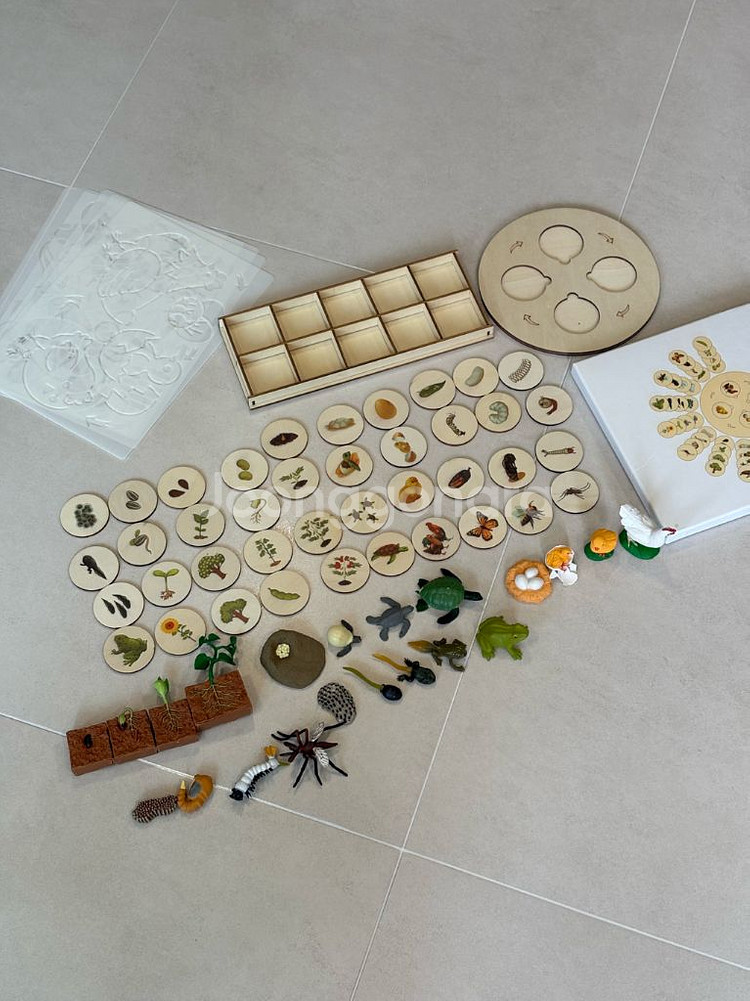 한살이 피규어,라이프 사이클,몬테소리교구--0