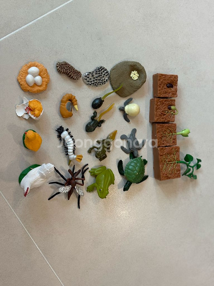 한살이 피규어,라이프 사이클,몬테소리교구--2