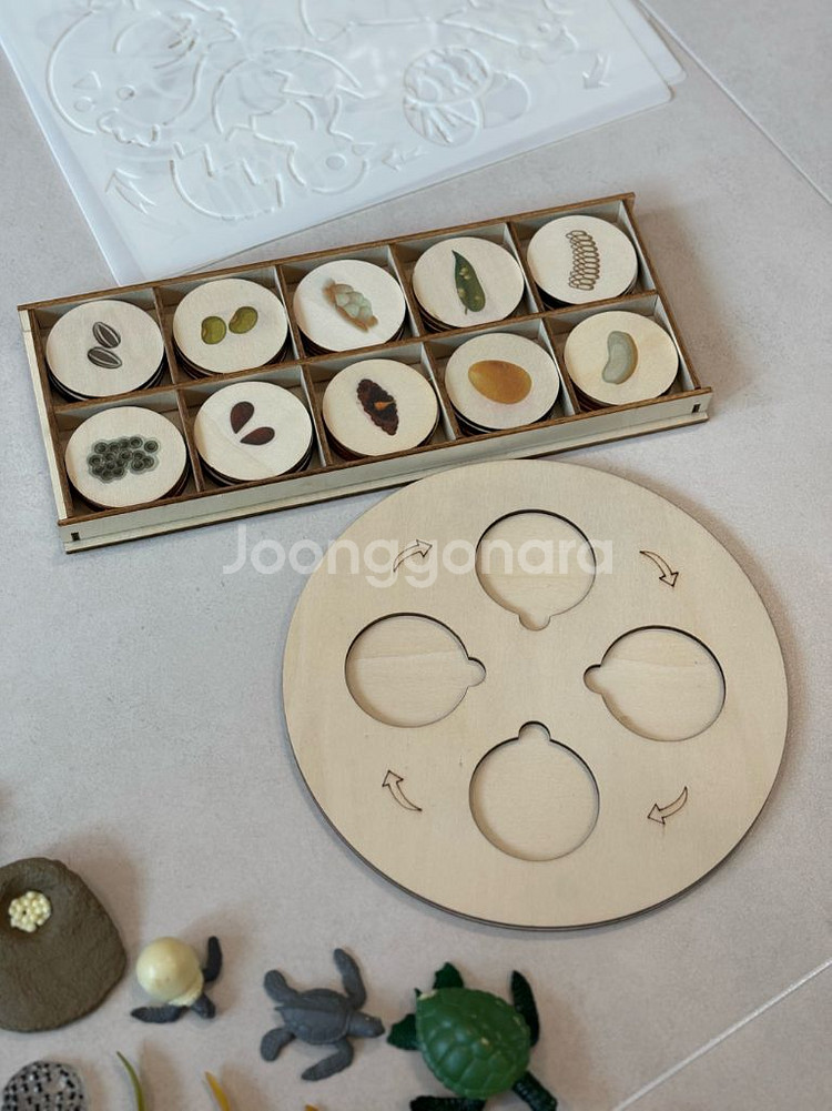 한살이 피규어,라이프 사이클,몬테소리교구--5