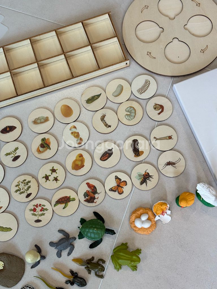 한살이 피규어,라이프 사이클,몬테소리교구--4