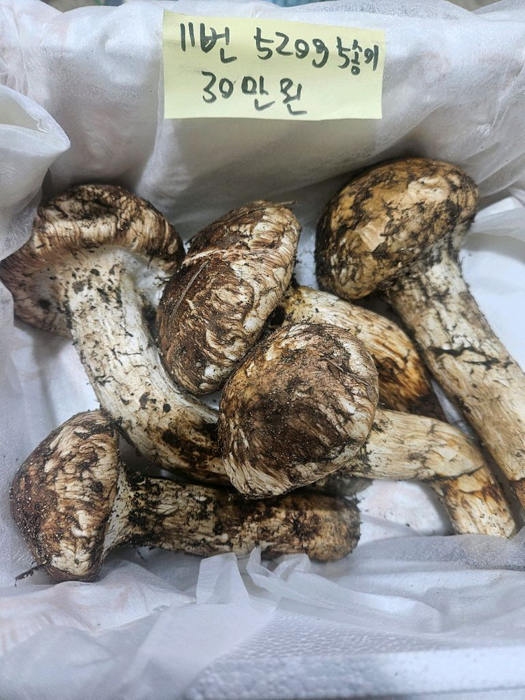 9월27일채취 자연산 송이버섯 이미지