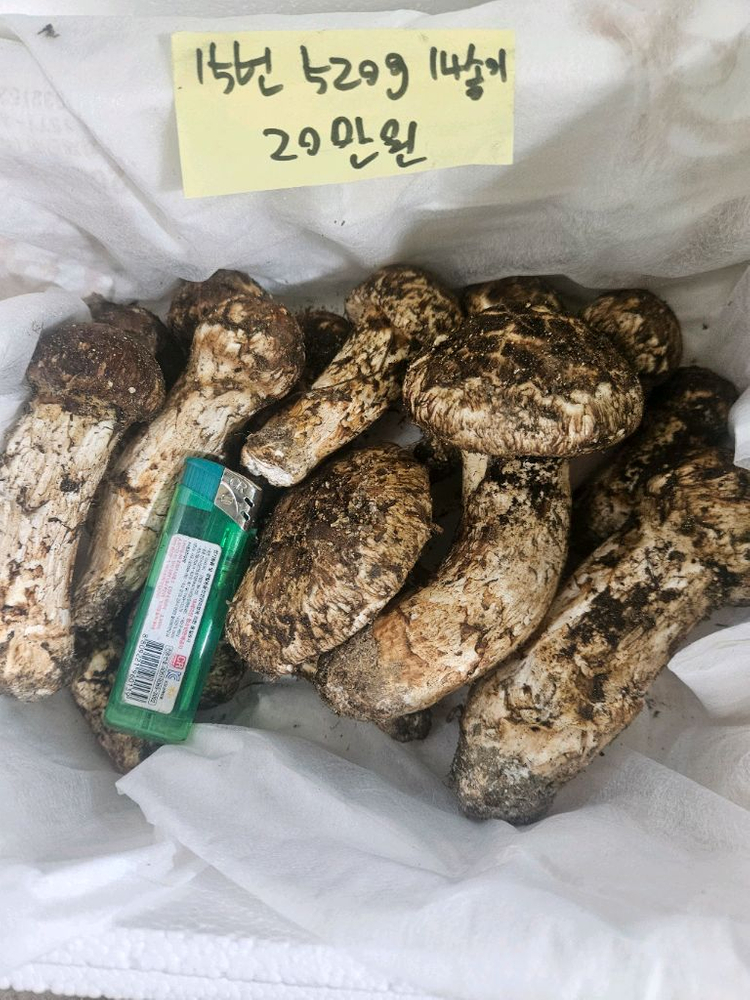 9월27일채취 자연산 송이버섯 이미지