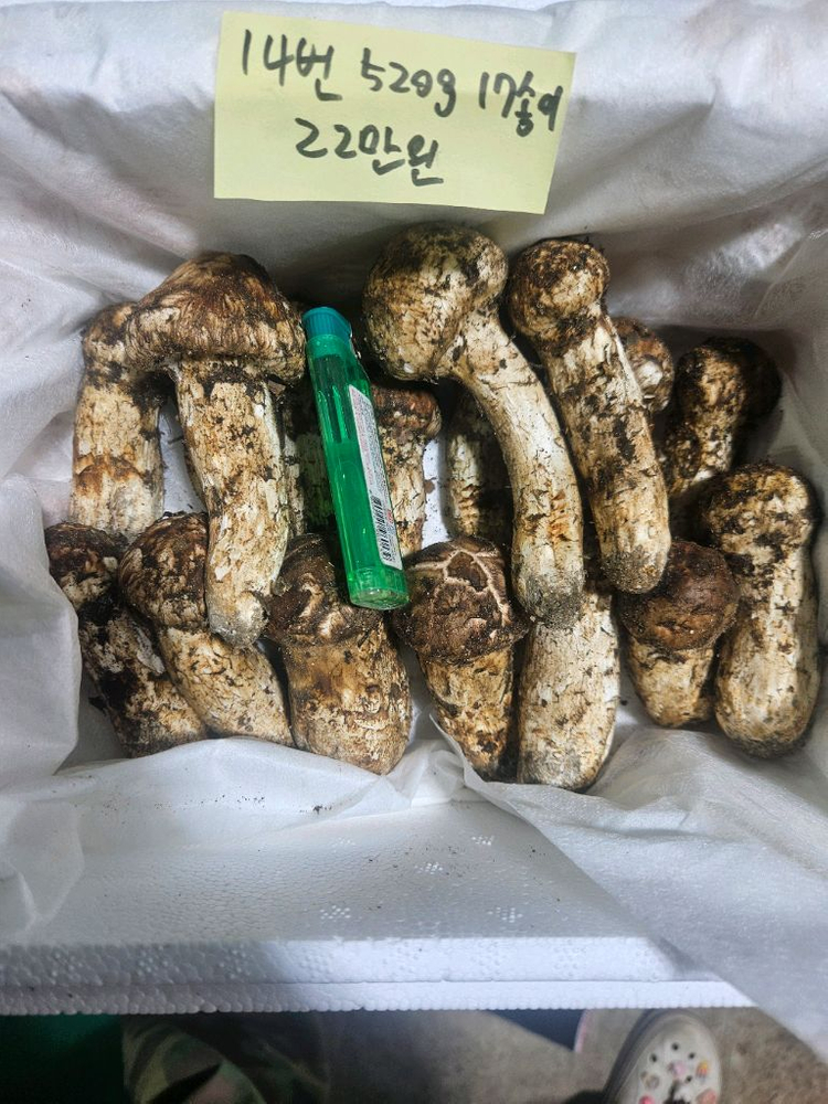 9월27일채취 자연산 송이버섯 이미지