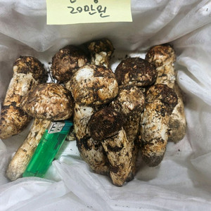 9월27일채취 자연산 송이버섯 이미지