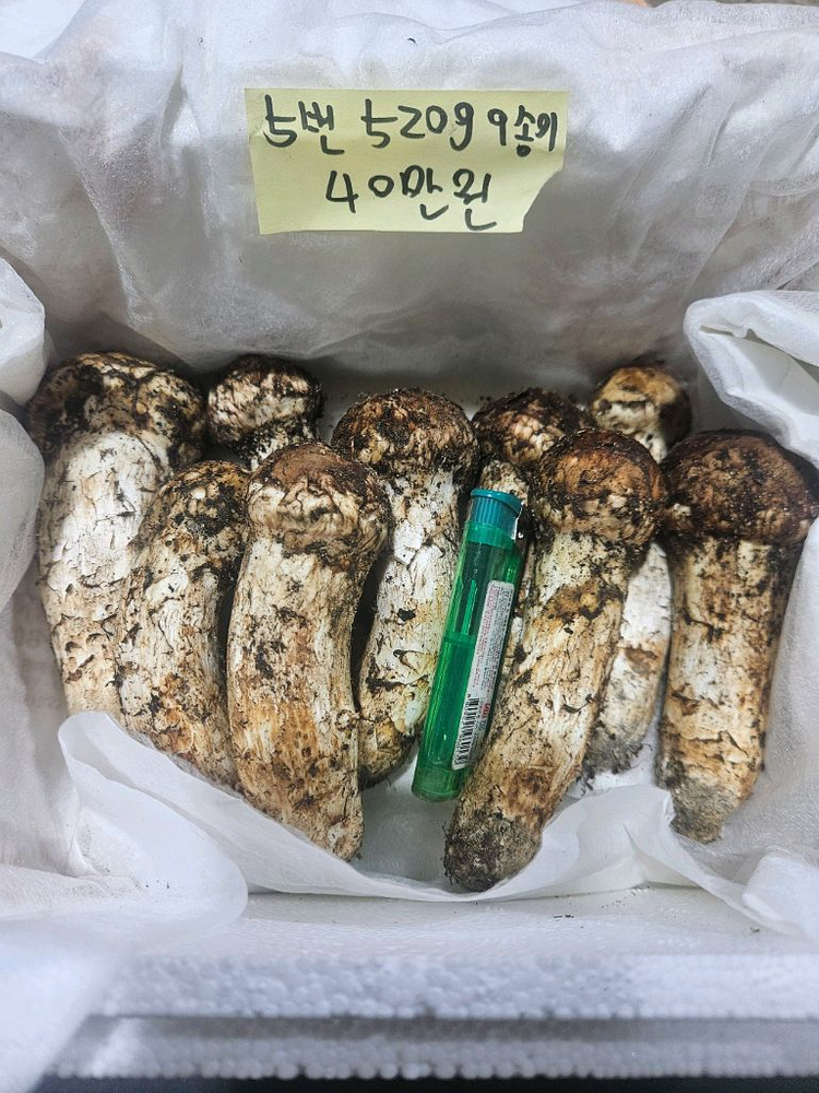 9월27일채취 자연산 송이버섯 이미지