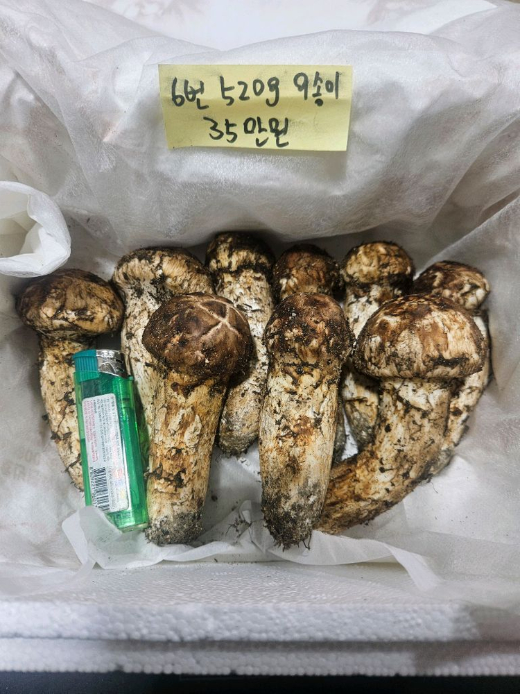 9월27일채취 자연산 송이버섯 이미지