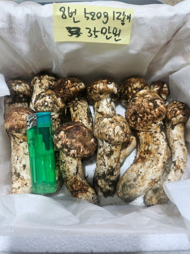 9월27일채취 자연산 송이버섯 이미지