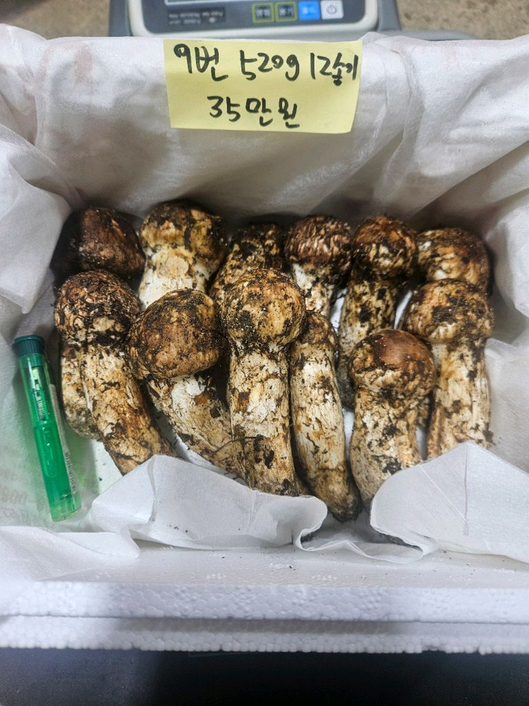 9월27일채취 자연산 송이버섯 이미지