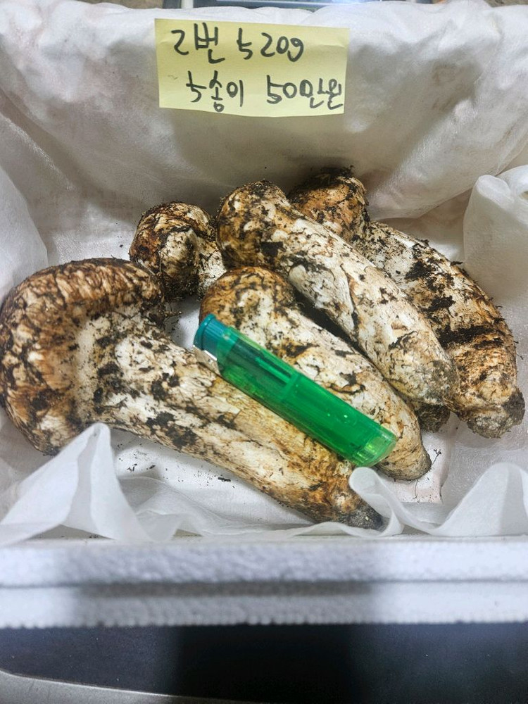 9월27일채취 자연산 송이버섯 이미지