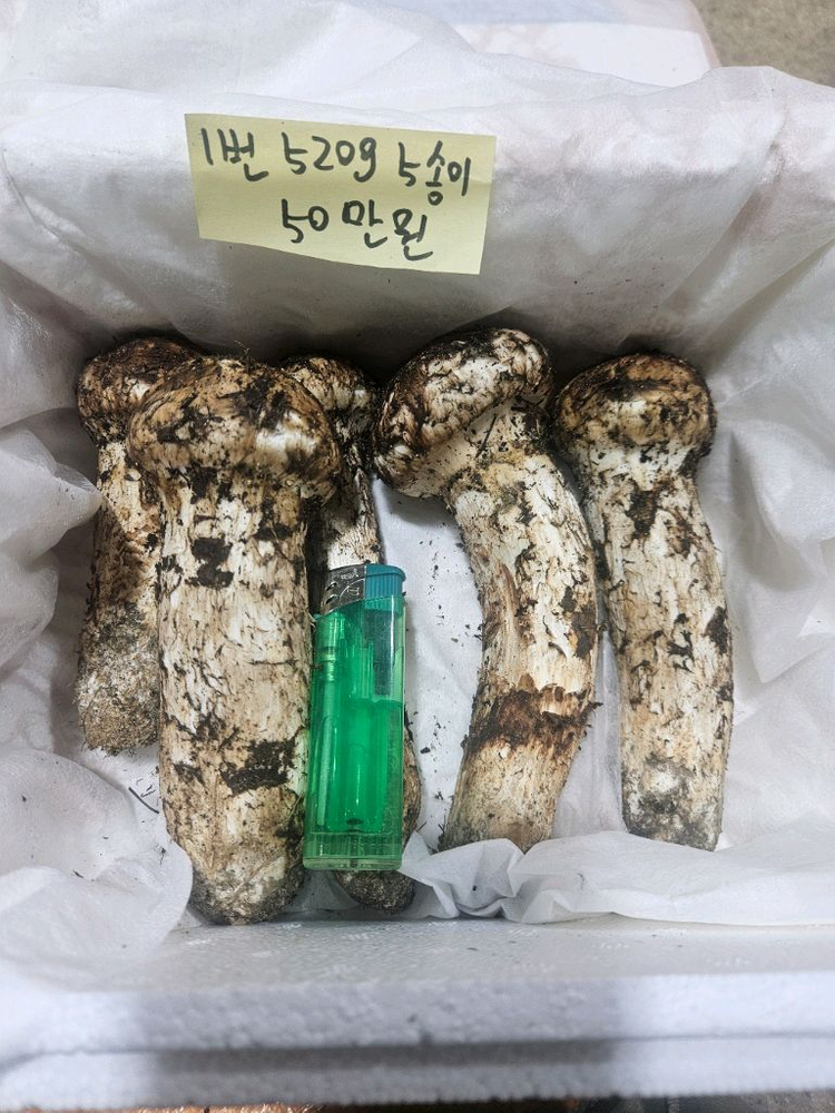 9월27일채취 자연산 송이버섯 이미지