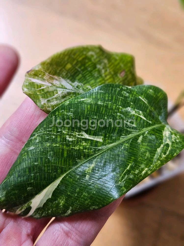칼라데아 무사이카 네트워크 바리에가타--1
