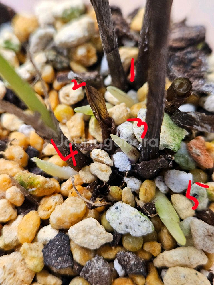 칼라데아 무사이카 네트워크 바리에가타--3
