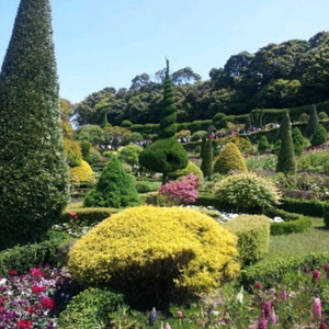 공차 허니자몽블랙티 팔아요