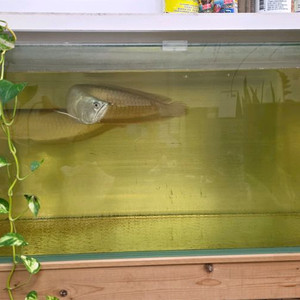 한스4자 올다이망 어항, 실버아로와나