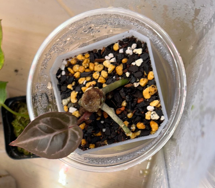 안스리움 테쥴라 레크 드림위버x네크로맨서--1