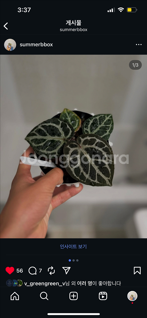 안스리움 테쥴라 레크 드림위버x네크로맨서--0