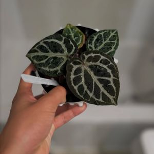 안스리움 테쥴라 레크 드림위버x네크로맨서